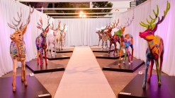 Supporting The Reindeer Project