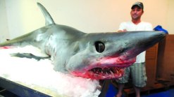 Jumping Shark Lands On Boat in Texas