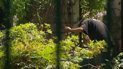 Valley Village Neighbors Argue Over Trees