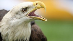 Volunteers Sought for Eagle Count