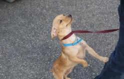 Chihuahuas Ditched at Humane Society