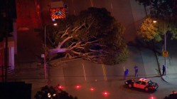 Strong Winds Knock Down Trees, Power Lines
