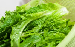 E. Coli Fear Spurs Lettuce Recall