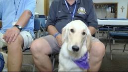 Wounded Comfort Dogs on the Mend