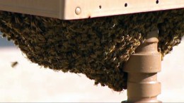 Thousands of Bees Swarm Arlington Mailbox