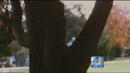 Acid Bombs in Rossmoor May Be Pranks