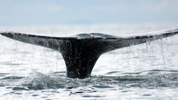 Whale Watching on the Cheap