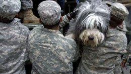 Sandy: Animal Survivors Images