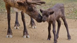 Zoo Celebrates New Reindeer 