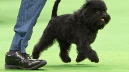 "Banana Joe" Best in Show