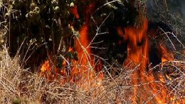 Firefighters Contain Brush Fire in Lincoln Acres: Images