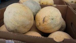Tainted Cantaloupe Death Toll Reaches 18