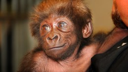 Going Ape for Cute Baby Gorilla