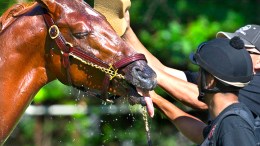 Seven Ways to Fake Being a Racing Expert