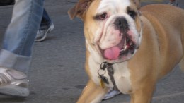 Weekend: Bulldog Beauty Pageant