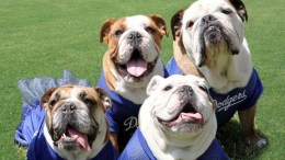 Dodgers to Add a Second Dog Day