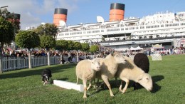 Happy 20th, Queen Mary ScotsFest 
