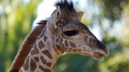 San Diego's Cutest Critters 
