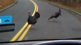 Wild Turkeys Go on Attack