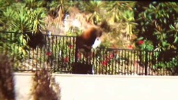 Bear Grabs Trash-Day Snack in Arcadia