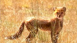 Adorable Cheetah Cubs at Play