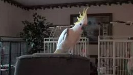 Science Proves Bird Has Better Rhythm Than Most White Guys