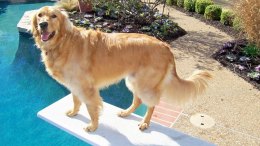 Dog Days of Summer 2012 - Gallery XI
