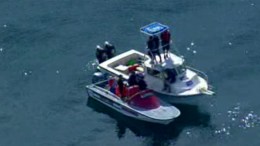 Dolphin Rescued "Was Just a Little Guy" 