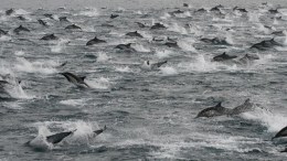 Thousands of Dolphins Seen Off Coast