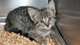 Kitten Survives Pit Bull Attack, Hides in Van