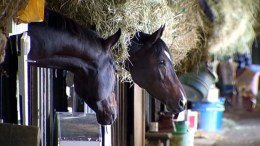 Breeders' Cup: Send Us Your Pictures
