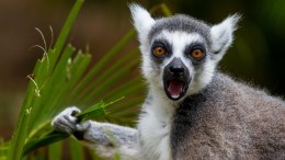New Lemur Walk Debuts at San Diego Zoo Safari Park