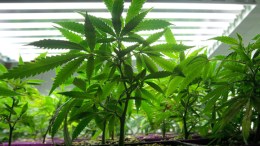 Study: Pot Bad For Testicular Cancer