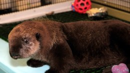 Monterey's Sea Otter Rescue
