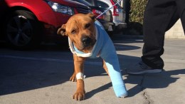 Officers Become "Foster Mommies" for Injured Dog