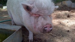 200-Pound Pig Runs Through Vista