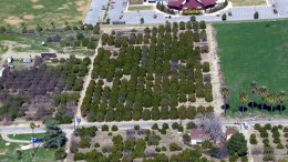 Body of Woman, 23, Found at Redlands Orange Grove