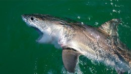 Great White Sharks Could Be Declared Endangered