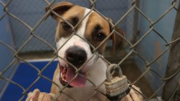 SoCal Dog Food Company Does Good