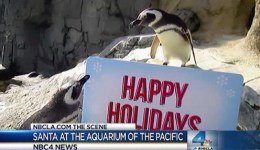 Weekend Events: Fishmas at the Aquarium of the Pacific