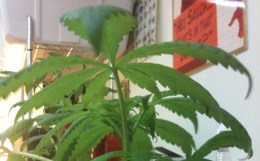 Pot Clubs Scarce on Peninsula