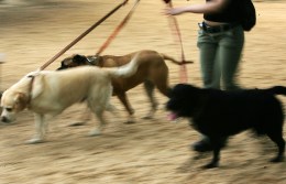 Hunt Narrows For Man Who Stabbed Pooch