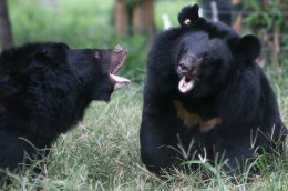 Hungry Bears Plague Northern California