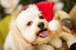 Holiday 2012: Gift Guides, Events, Holiday Cheer, TSA Dos & Don'ts