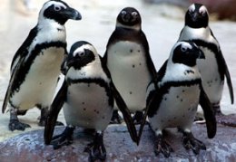 Lucky the Penguin Swims Again