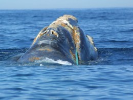 Right Whale in Wrong Weather for Rescue