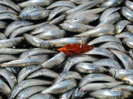 Sardines Spill on 215 Freeway