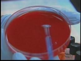 Local Swine Flu Death Toll Rises