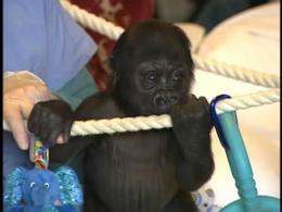 SF Zoo's Baby Gorilla Needs a Name!