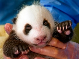 Dub the Cub: It's Time to Name the Panda 